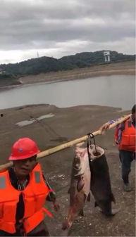 水库大鱼爆料视频播放,视频播放引发热议! 第3张 水库大鱼爆料视频播放,视频播放引发热议! 第3张