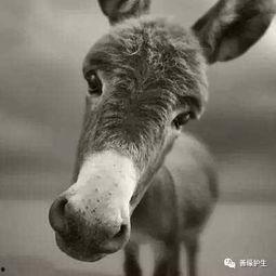 阿宇背后爆料二驴视频,阿宇独家爆料视频曝光 第3张 阿宇背后爆料二驴视频,阿宇独家爆料视频曝光 第3张